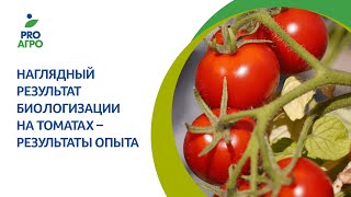 Наглядный результат биологизации на томатах – результаты опыта [upl. by Giorgi]