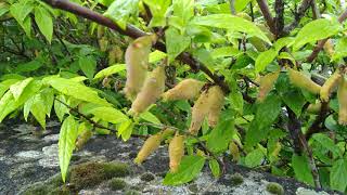 Fruits de chimonante odorante Chimonanthus praecox [upl. by Isoais478]