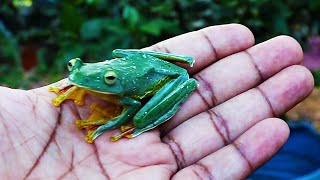 Malabar flying frog  Malabar gliding frog  Rhacophorus Malabaricus [upl. by Vi]