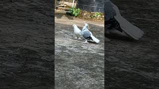 মেটিং করে 🤦 music remix bass bassboosted beats pigeon bird kabutar birdspecies [upl. by Neehsuan]