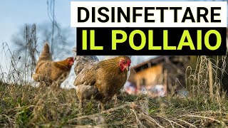 Disinfestare il pollaio da pidocchi acari e pulci con la calce idrata spenta [upl. by Kariv]