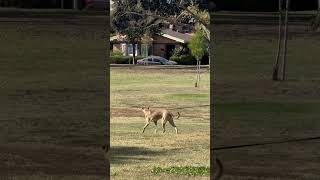 At the park [upl. by Shaikh]