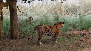 fight tiger vs sloth bear in Ranthambore  Ranthambore Sawai Madhopur wild life [upl. by Aelhsa459]