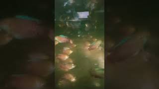 Lily fish aquariumistics aquariumfishfish aquaristic fishtank [upl. by Nawek]