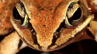 Wood Frog Facts they SURVIVE FREEZING 🧊 Animal Fact Files [upl. by Annuaerb850]