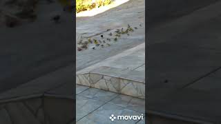 Muitas aves fazendo festa na casa do Carlos Malta em Lagoa SantaMG🐦 [upl. by Atinehs221]