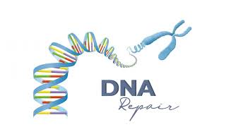 2492024 Lan Anh Y46 trình bày phân biệt Karyotype test vs DNA test [upl. by Laval92]