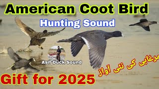 American coot bird hunting sound  Coot birds voice  Murgabi ki awaz [upl. by Nnewg]