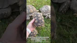 Sulcata tortoise family 🐢🐢🐢🐢 sulcatatortoise tortoise sulcata swetlandtortoises foryou [upl. by Baras]