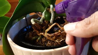 MISTING your orchid why and how [upl. by Rosel]