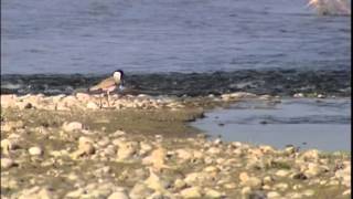 Spurwinged Lapwing among stones on the banks of a river [upl. by Uhayile945]