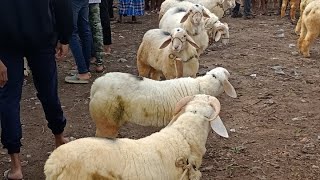 ಬಂಡೂರು ಟಗರುಗಳು  sheep sheepfarming bandurkuri bandursheep [upl. by Khalid709]