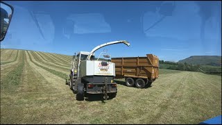 SILAGE 2021 1st cut Is a GOOOO [upl. by Ruby98]