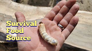 Boring beetle larva a survival food full of protein [upl. by Arlee]