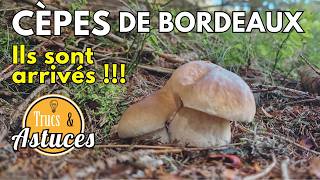 Cèpes de Bordeaux Août 2024  Reportage Exclusif à ne pas manquer  🍄🌳 cepes champignons nature [upl. by Eiboh]