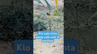 Klo suda cinta sulit untk di pandang setiapyangkulakukanuntukdirimu [upl. by Marjy]