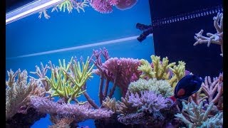 A Reef in the Sky 5 Aquarium [upl. by Aehcim]