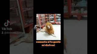 disfraz del REY LEÓN 👑 viralvideo perrosdivertidos perrosgraciosos pf [upl. by Htial]