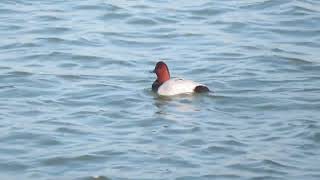 Common Pochard Aythya ferina Tafeleend Landtong Rozenburg ZH the Netherlands 4 Nov 2024 55 [upl. by Mosira]