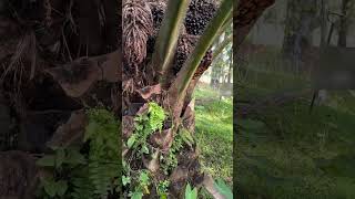 ytshortsvideo harvest viralshort foryou shortsindia shorts malaysia [upl. by Akihsat]