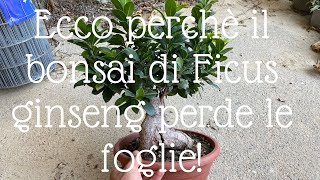 Bonsai di Ficus ginseng PERDE LE FOGLIE ecco perchè [upl. by Neirb]