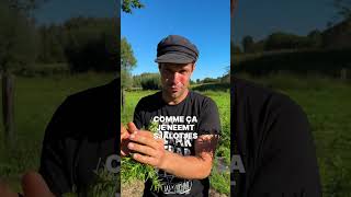 Alles over bonenkruid 🌱🧑🏼‍🌾  Tips met boer Tijs  Sofie Dumont shorts [upl. by Ferris836]