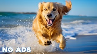 12 Hours Anti Anxiety Music for Dogs 🐶 Stress Relief Music For Dogs ♬ Calming Music For Dogs [upl. by Gilchrist982]