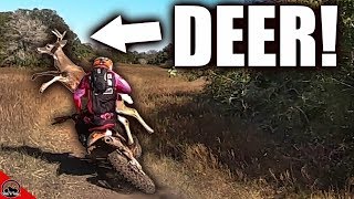 Deer Hits Dirt Bike [upl. by Elizabeth]