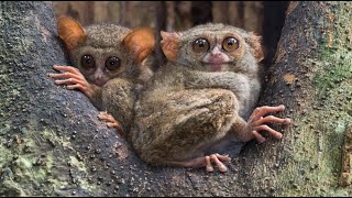 Spectral Tarsier—Also Called the Sulawesi Tarsier [upl. by Mlehliw743]