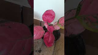 Red Aglaonema Replantation After Fungal Infection Reviving Your Plant aglonema [upl. by Eniamat817]