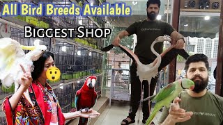 Tollinton market Lahore  Bird market Lahore  Parrot video  Pet market in Pakistan MMB pet lover [upl. by Einafats]