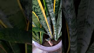 Snake plant  Best outdoor plant 24 hour Oxygen giving plant 2024 plants snakeplant outdoor bts [upl. by Park]