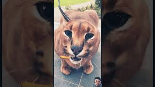 Pumba is angry 😦🐆 floppa cat animals bigcat wildlife ytviral funny hedgehoglover angry yt [upl. by Sugar575]