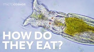 How Microscopic Hunters Get Their Lunch [upl. by Duhl]