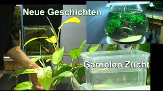 Plötzlich neue Garnelen Woher kommen die und Projektauflösung mit dem Philodendron [upl. by Danforth]