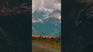 horses against the backdrop of the Dzungarian Alatau mountains horses travel mountain kazakhstan [upl. by Phelan415]