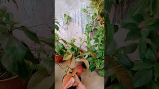 Oxigen level high krne k liye love for green garden [upl. by Amery678]