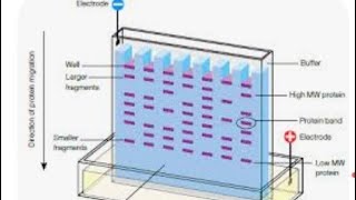 gel electrophoresis class 12 biotechnology [upl. by Gannes]