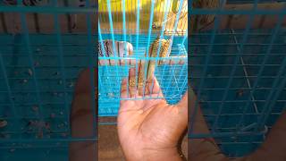 Budgies parrot love birds deli mini vlog budgies minivlog brids handtembird lovebrid shorts [upl. by Ceil266]