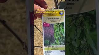 Planting a Eastern Redbud Tree Click arrow to see full video [upl. by Eisserc]