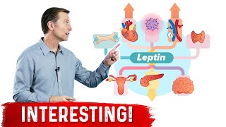 Leptin is an Immune Hormone [upl. by Rratsal]