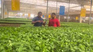 Green house colour capsicum seedlings production [upl. by Ahsekar]