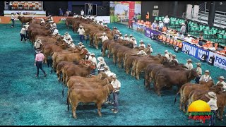 FERIA NACIONAL CEBÚ EN RIONEGRO ANTIOQUIA [upl. by Allyce]