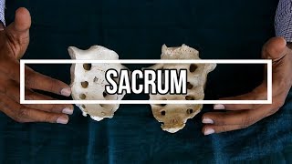 Sacrum [upl. by Victoir820]