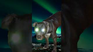 The NightWolf apbt canineathletes wrawlife [upl. by Moulden]