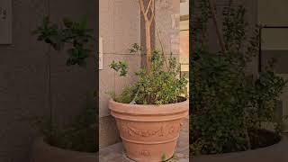 10 Meter High Trees in a Pot How to Grow Tall Trees at Home [upl. by Duer]