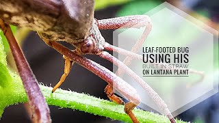 Leaffooted Bug Using His Builtin Straw on Lantana Plant  Preening Moment [upl. by Kamal]