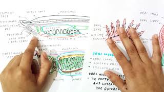 Digestive amp Respiratory system of Branchiostoma part1 [upl. by Ponzo]