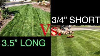 Long Grass VS Short Grass  TimeMaster VS Reel Mower [upl. by Best23]