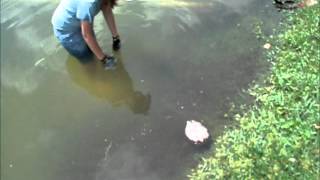 How to Catch a Pleco [upl. by Aristotle]